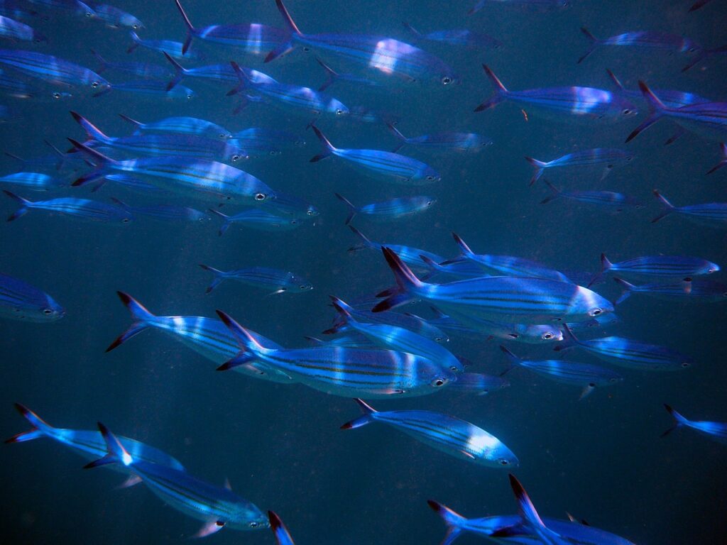 fishes, swarm, school of fish
