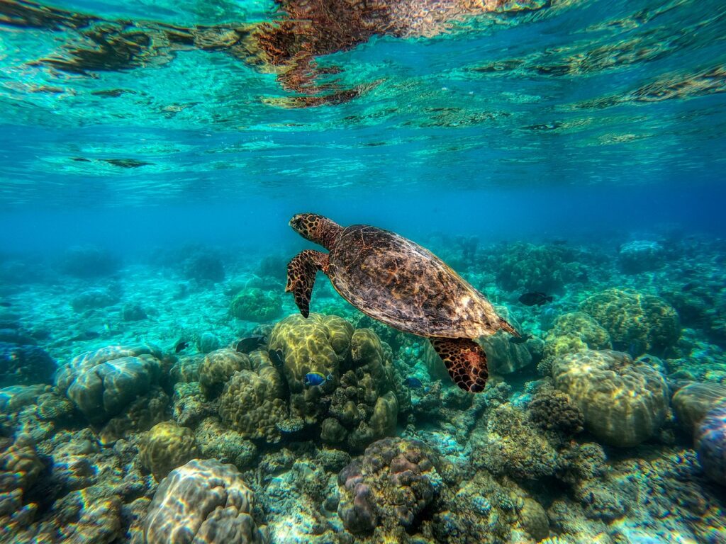 paradise, explore, close