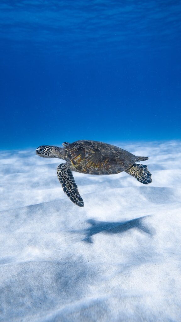 Big aquatic turtle swimming in blue sea